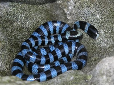 ​神秘海蛇：海洋中的独特生物