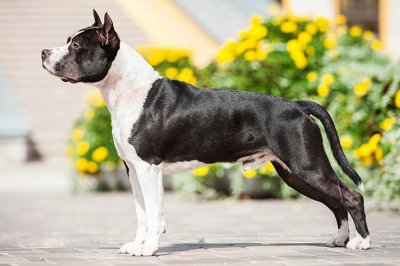 ​寻根问祖系列（48）：美国斯塔福梗American Staffordshire Terrier