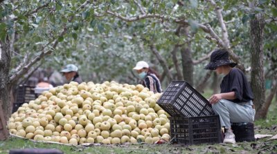​宁陵万亩梨园硕果飘香