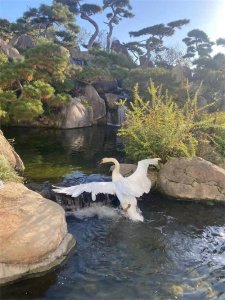 ​天鹅的美丽与魅力