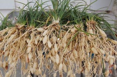 ​一亩地收入30多万，亩产2000多斤，收购价150，了解麦冬种植商机