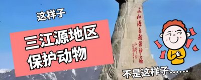 ​三江源地区保护动物，中华水塔，世界上高海拔生物多样性生态旅游