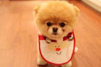 ​推荐给既爱狗又爱干净，身形又纤细的女性爱狗人士！