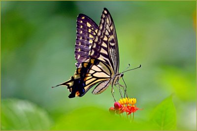 ​萌萌的大眼虫子——柑橘凤蝶