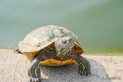 ​巴西龟不吃东西怎么办