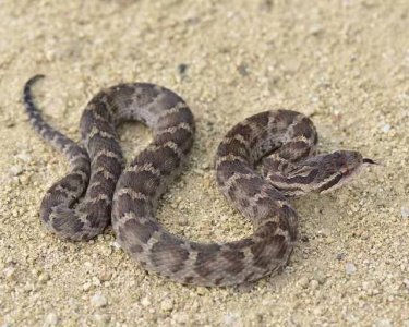 ​多图!蝰科蝮亚科——存在我国的亚洲蝮