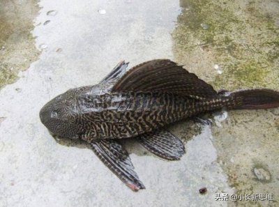 ​清道夫的烹饪方法——它能否成为第二个“小龙虾”？