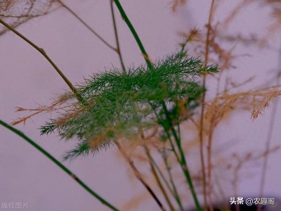 ​文竹好看，但是出现黄叶了你们知道怎么处理不？这些方法你用了没