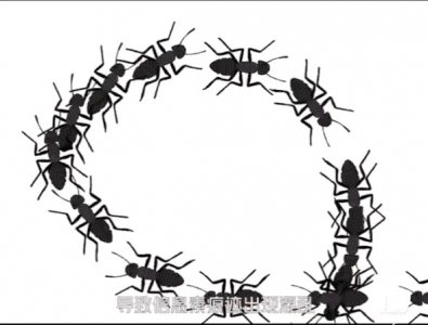 ​蚂蚁死亡漩涡的股市理论