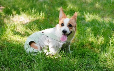 ​18个洋气招财的狗狗名字，可爱又时尚，回头率很高！