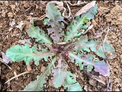 ​苦碟子——大苦菜——尖裂假还阳参