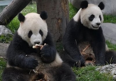 ​2008年“团团圆圆”在台湾掀起熊猫热，14年过去了，它们现在如何