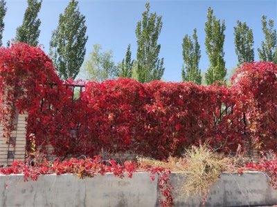 ​读《创业史》有感