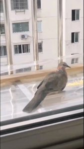 ​窗外飞来一只鸠鸟