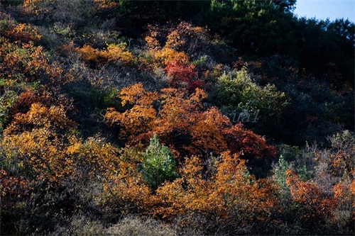没想到呀，这个地方非常美，有美景有温泉，这就是洛阳九龙山