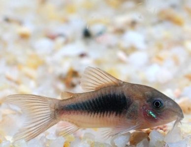 ​常见三种鼠鱼介绍