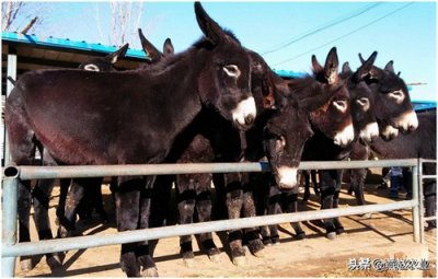 ​养一头驴轻松挣几千，农村为啥没人养呢？关键是没突破这几个症结