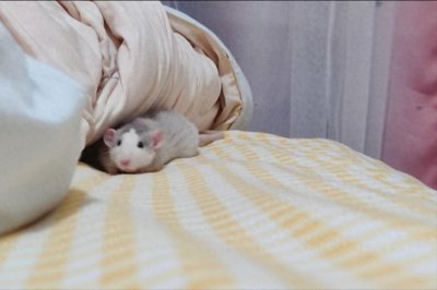 ​睡觉感觉有老鼠在被子上？怎么判断有没有老鼠？老鼠有哪些征兆？