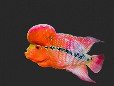 ​鱼类百科之罗汉鱼