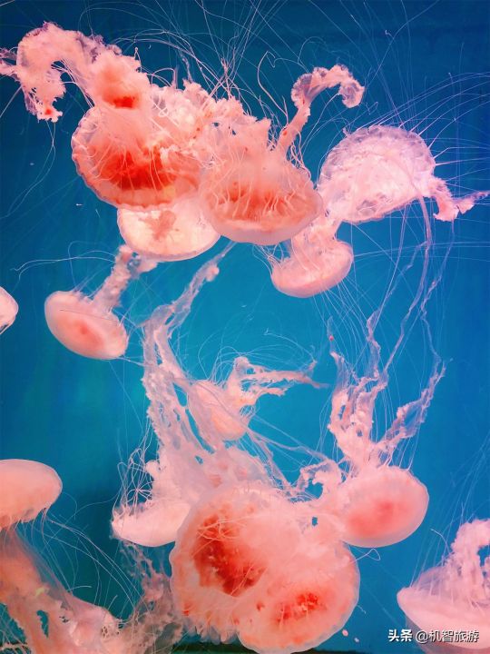 日照好玩的地方景点（日照旅游必去的五大景点介绍）