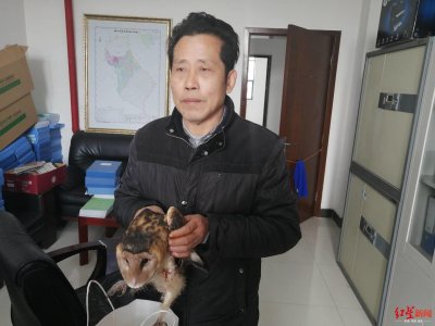 ​四川村民捡到猴面鹰送去救助，竟还有人想买下它炖汤
