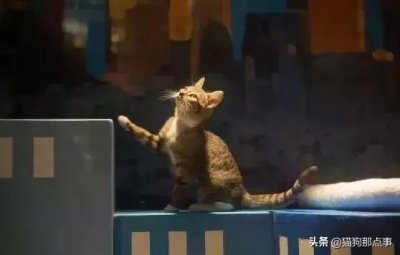 ​寻宠｜民间玄学找猫—剪刀大法使用指南