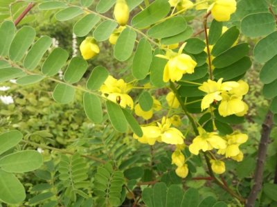 ​它叫老虎刺，全身长刺农民讨厌，果实是中药，有止咳化痰的作用