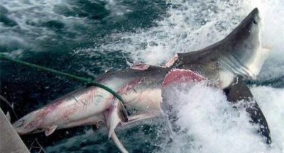 ​同样是海洋霸主，大白鲨跟虎鲸比起来，究竟谁更厉害？