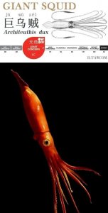 ​海洋中的巨型头足类生物-巨乌贼