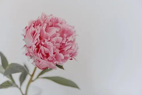 轻诺必寡信什么意思