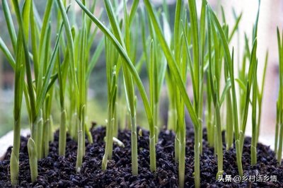 ​10种最耐阴的蔬菜，家里种菜光照不好就选这些，照样能长出好菜