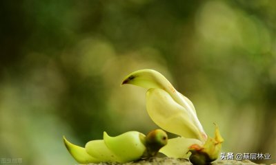 ​禾雀花：一种妩媚至极的藤本绿植