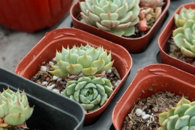 ​多肉淋“雷雨”，竟然疯长爆盆，狂窜成葡萄串！