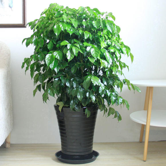 绿宝树的养殖方法和注意事项(图3)