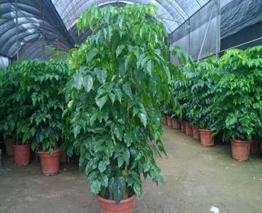 ​绿宝树的养殖方法和注意事项