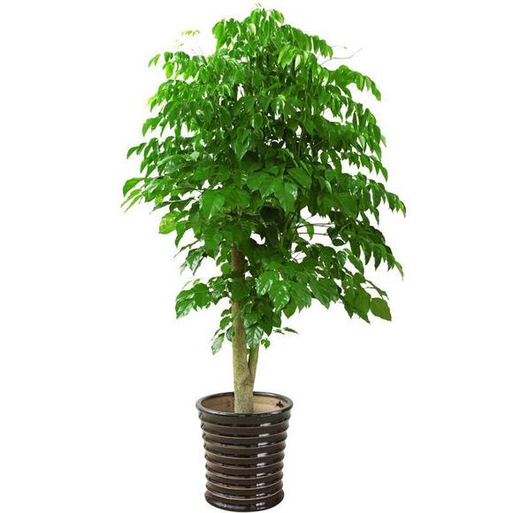 绿宝树的养殖方法和注意事项(图2)