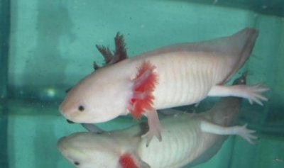 ​六角龙鱼吃什么？六角龙鱼怎么养？