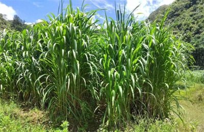 ​亩产25吨，种一次收割15年！种植巨菌草真的能赚钱吗？