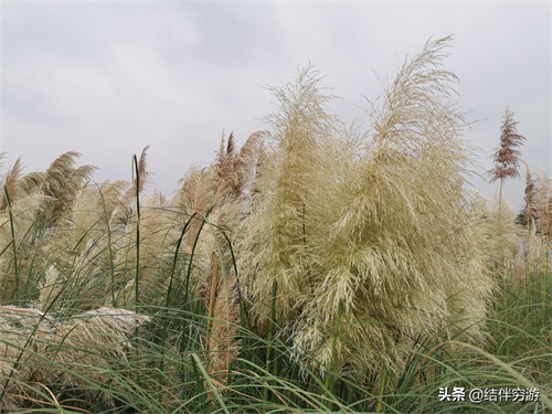 咸阳两寺渡公园有新名字了，你知道吗