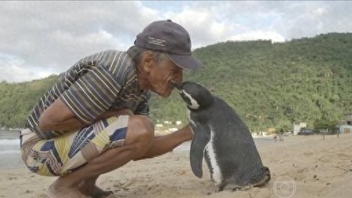 每年游8000公里报恩，这只企鹅感动世人！你见过通人性的动物吗？