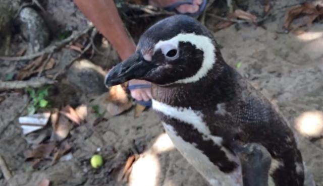 每年游8000公里报恩，这只企鹅感动世人！你见过通人性的动物吗？