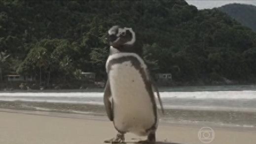 每年游8000公里报恩，这只企鹅感动世人！你见过通人性的动物吗？