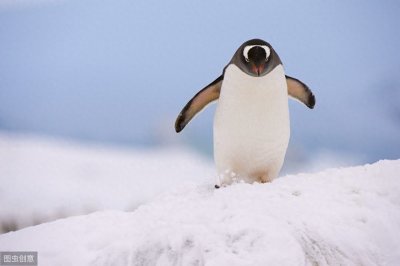 ​每年游8000公里报恩，这只企鹅感动世人！你见过通人性的动物吗？