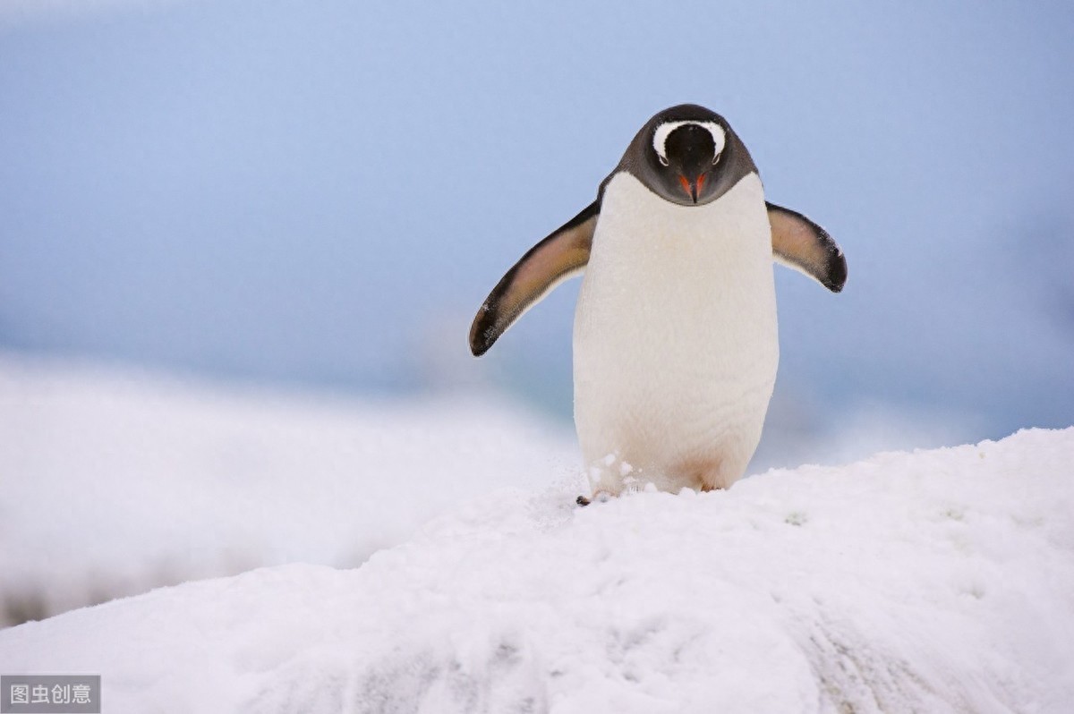 每年游8000公里报恩，这只企鹅感动世人！你见过通人性的动物吗？