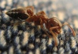 千里之堤，溃于“蚁”