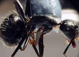 千里之堤，溃于“蚁”