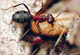 千里之堤，溃于“蚁”