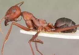 千里之堤，溃于“蚁”