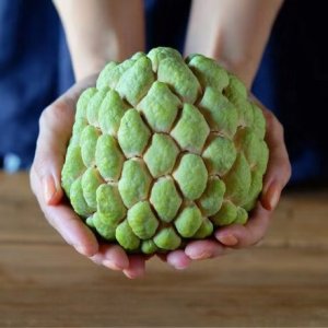 ​好大胆，竟然以“释迦摩尼”同名的水果——“释迦”！