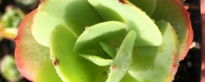 ​多肉植物碧桃怎么养